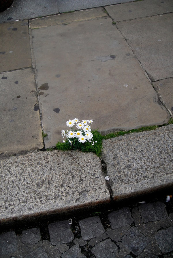 цветя в процеп на улица в Лондон